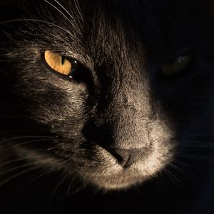 GATO PRETO - QUADRADO