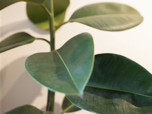 FICUS VERDE