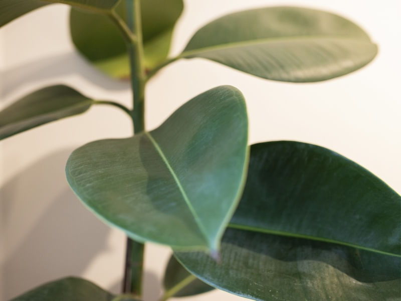 FICUS VERDE
