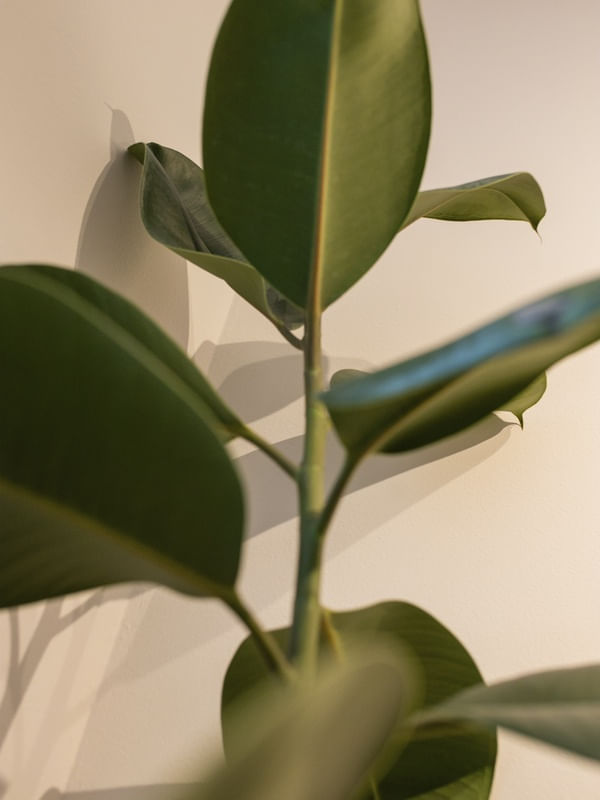 FICUS FOLHA VERDE