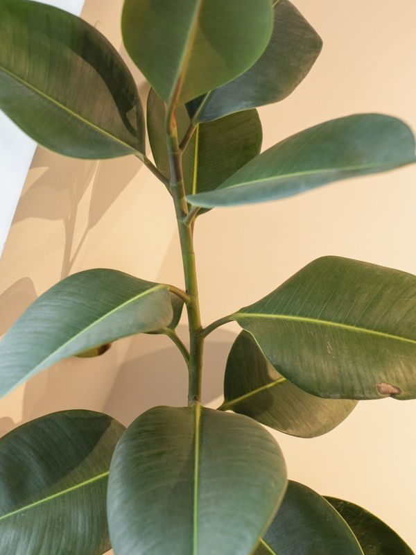 FICUS VERDE FOLHA P
