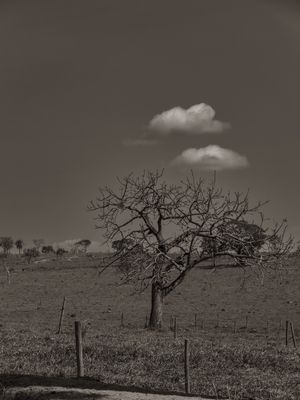 ÁRVORE NO CERRADO EM PRETO E BRANCO.