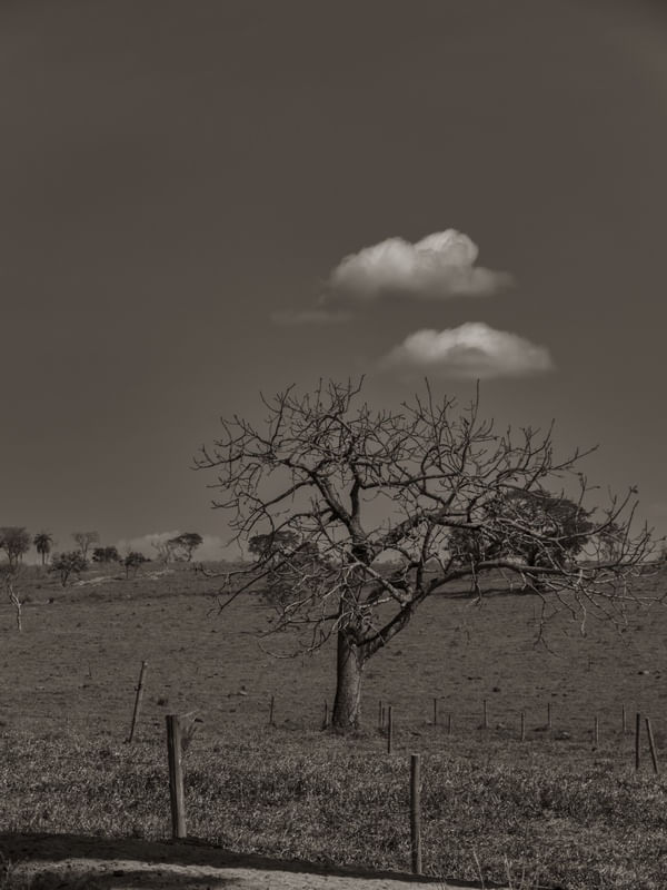 ÁRVORE NO CERRADO EM PRETO E BRANCO.