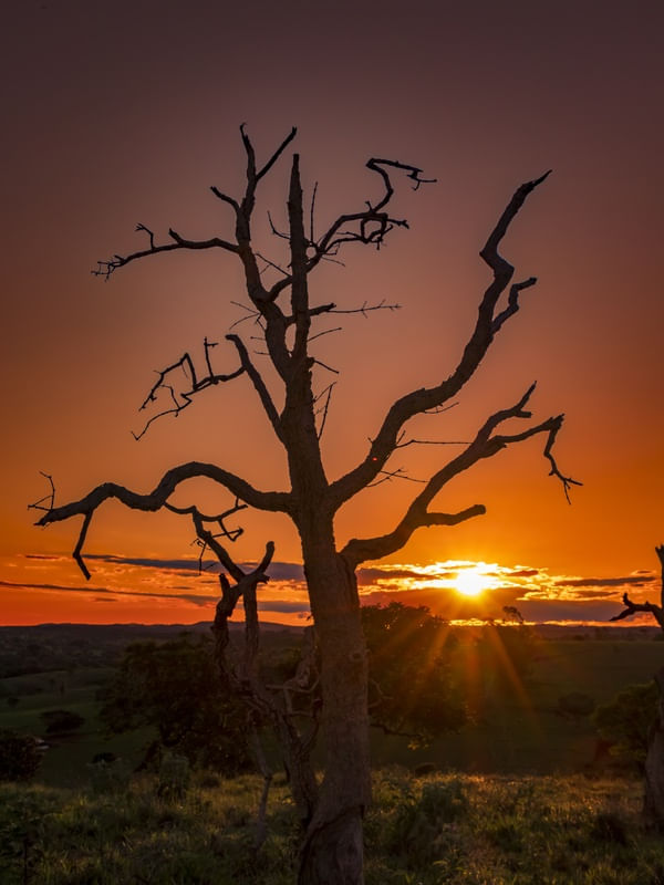 ÁRVORE SECA COM PÔR DO SOL.