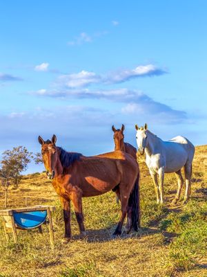 CAVALOS NO PASTO SOB CÉU AZUL.