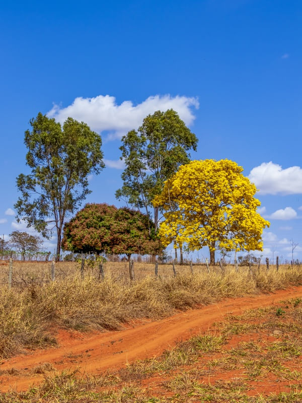 IPÊ FLORIDO NA ZONA RURAL EM MINAS GERAIS.
