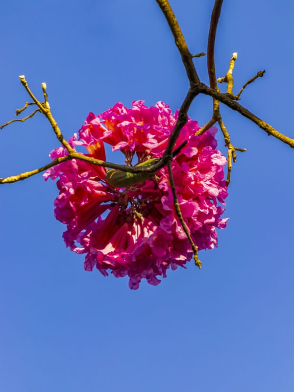 FLOR DO IPÊ-ROSA.