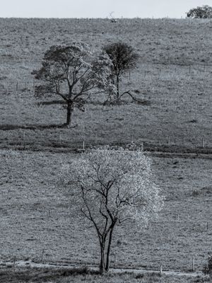 ÁRVORES EM PRETO E BRANCO NA ÁREA RURAL.
