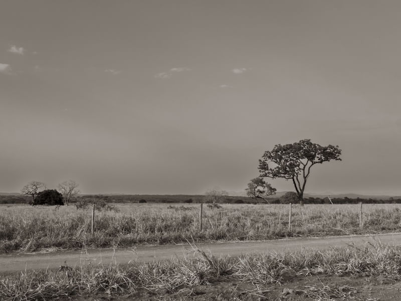 ÁRVORES DO CERRADO EM PRETO E BRANCO - 02