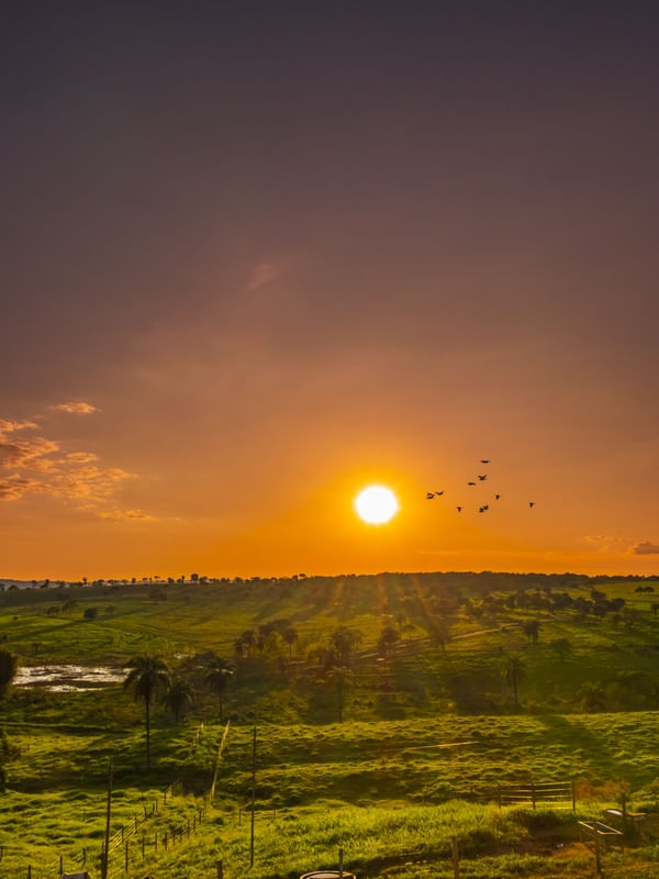 PÔR DO SOL NO CERRADO COM PÁSSAROS VOANDO.