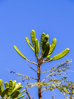 BAGEM VERDE SOB CÉU O AZUL