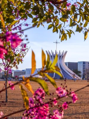 CATEDRAL DE BRASÍLIA ENTRE FLORES.