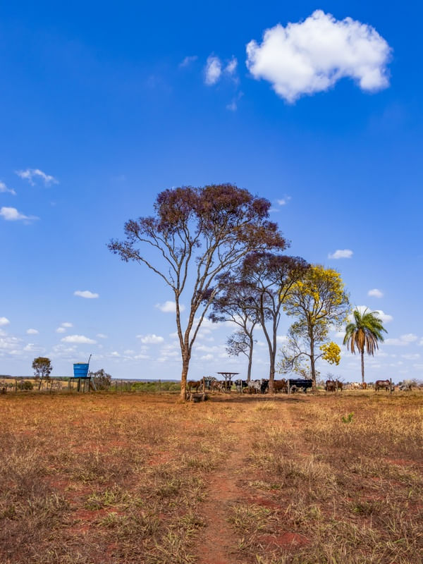 PAISAGEM RURAL COM CÉU AZUL, GADO E ÁRVORES