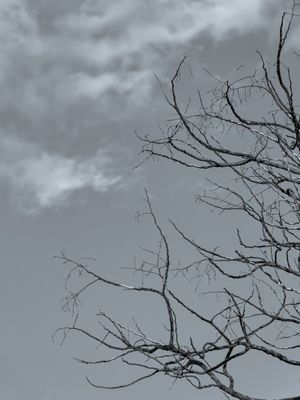 GALHOS DE ÁRVORE SECOS EM PRETO E BRANCO.