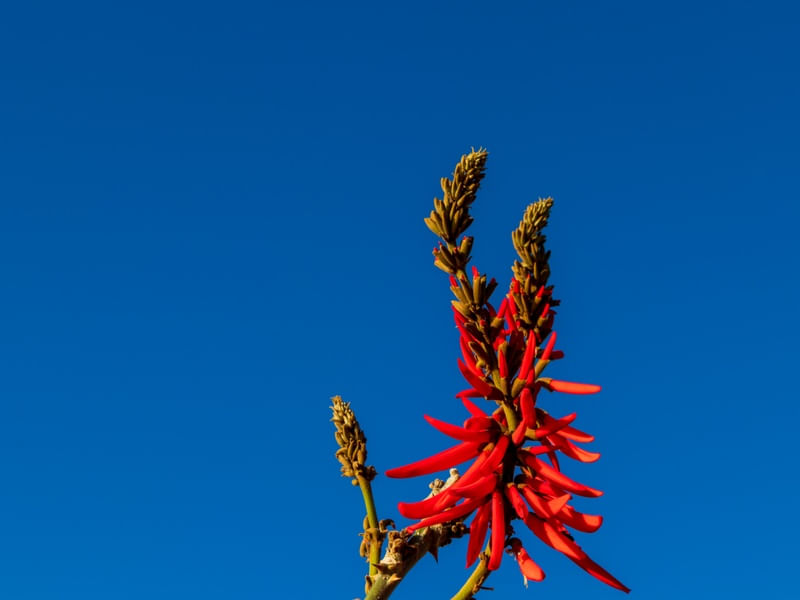 FLOR DO MULUNGU