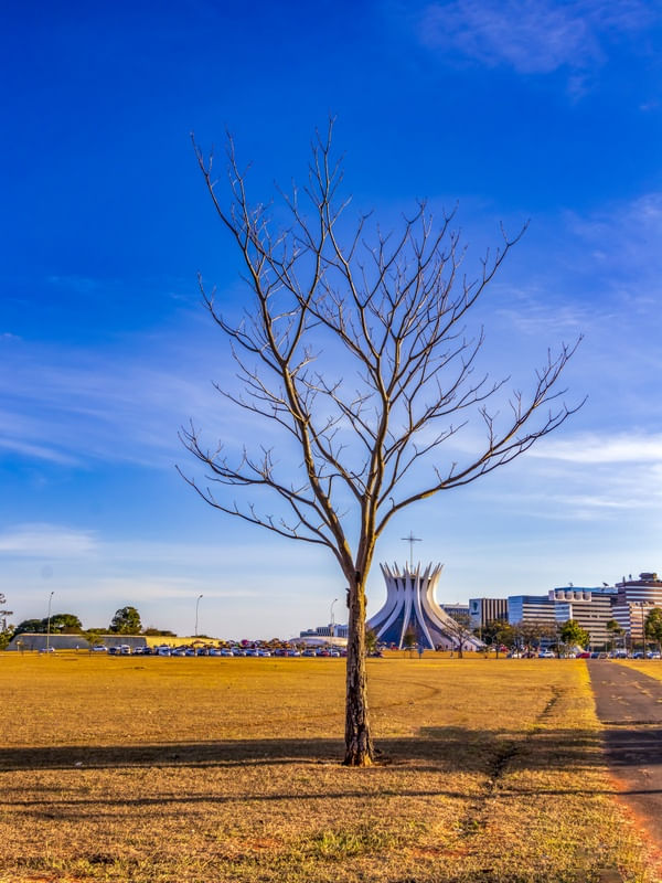 ÁRVORE SECA COM A CATEDRAL DE BRASÍLIA AO FUNDO.
