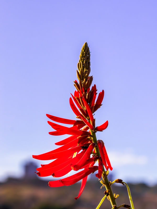 FLOR DO MULUNGU 02.