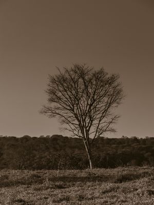 ÁRVORE SECA NO CERRADO EM MINAS GERAIS.