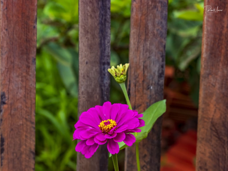 FLOR MARGARIDA COR-DE-ROSA COM TRONCOS DE MADEIRA AO FUNDO.
