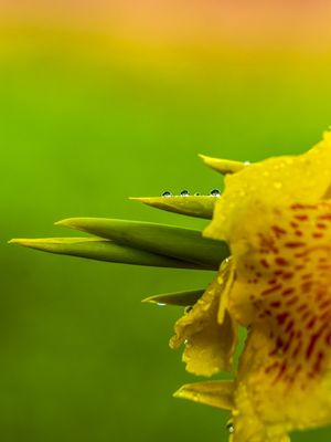 GOTÍCULAS DE ORVALHO NA FLOR.
