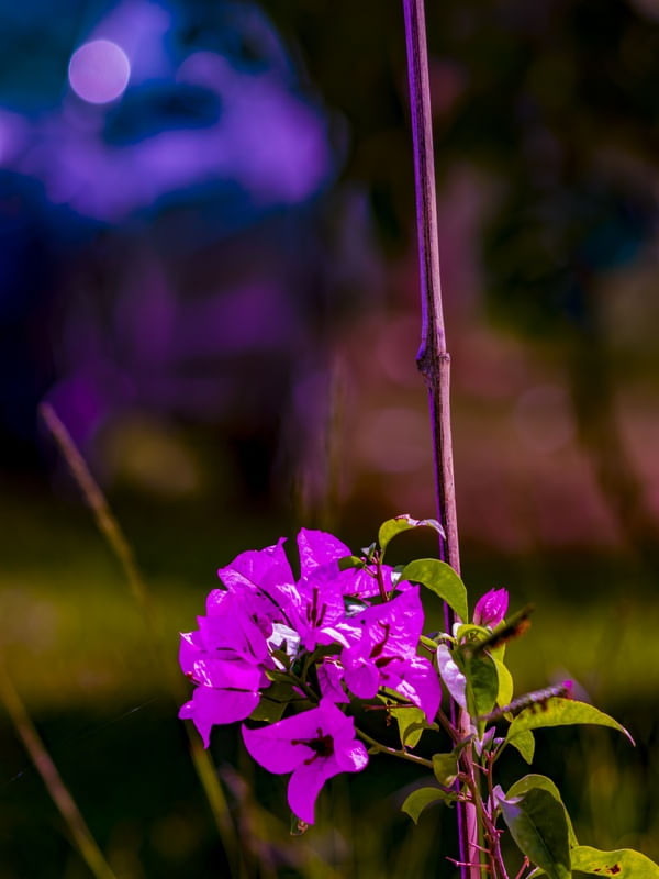 FLOR LILÁS COM FUNDO DESFOCADO.