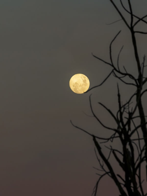 LUA CHEIA COM GALHOS SECOS.