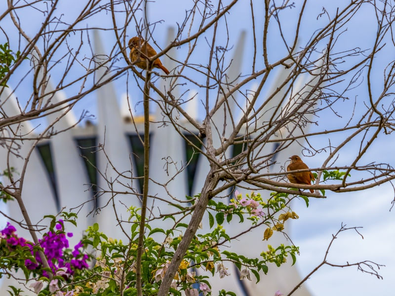 DOIS PÁSSAROS NA ÁRVORE COM A CATEDRAL DE BRASÍLIA DESFOCADA AO FUNDO.