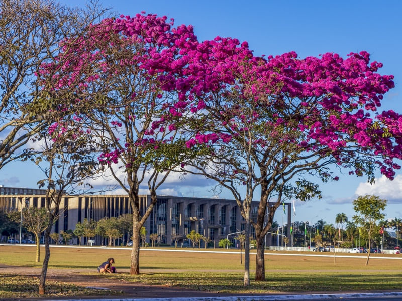 IPÊS FLORIDOS NA ESPLANADA DOS MINISTÉRIOS.
