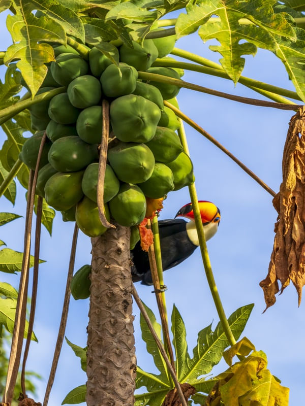 TUCANO NO PÉ DE MAMÃO