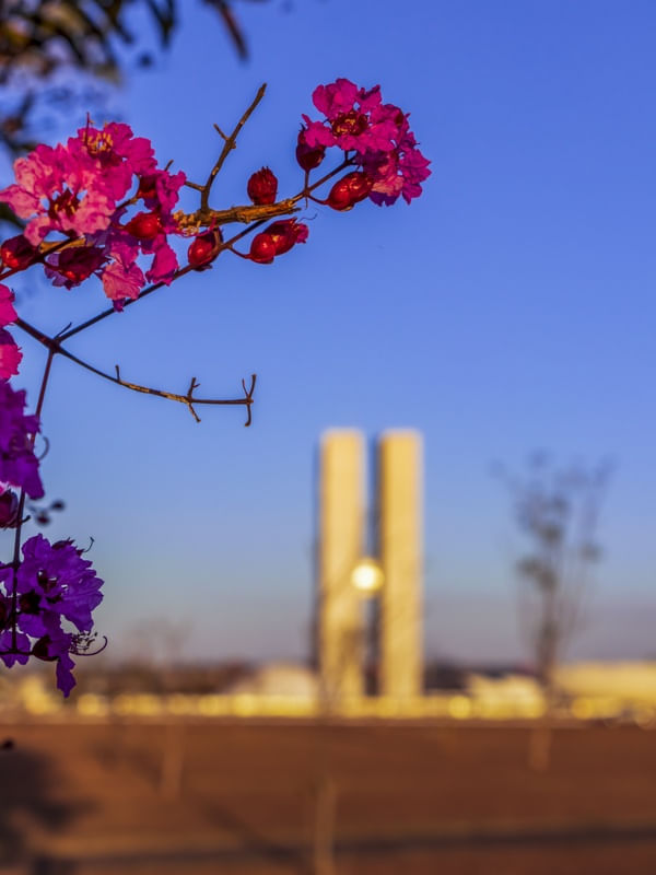 FLORES COM O CONGRESSO NACIONAL DESFOCADO AO FUNDO