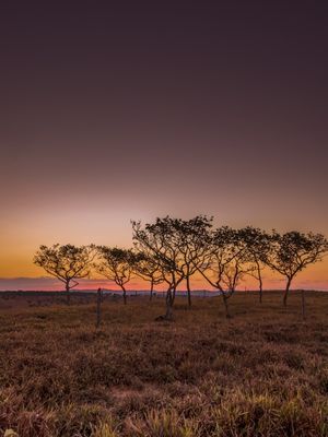 PAISAGEM CREPUSCULAR DO MÊS DE AGOSTO NO CERRADO EM MINAS GERAIS.