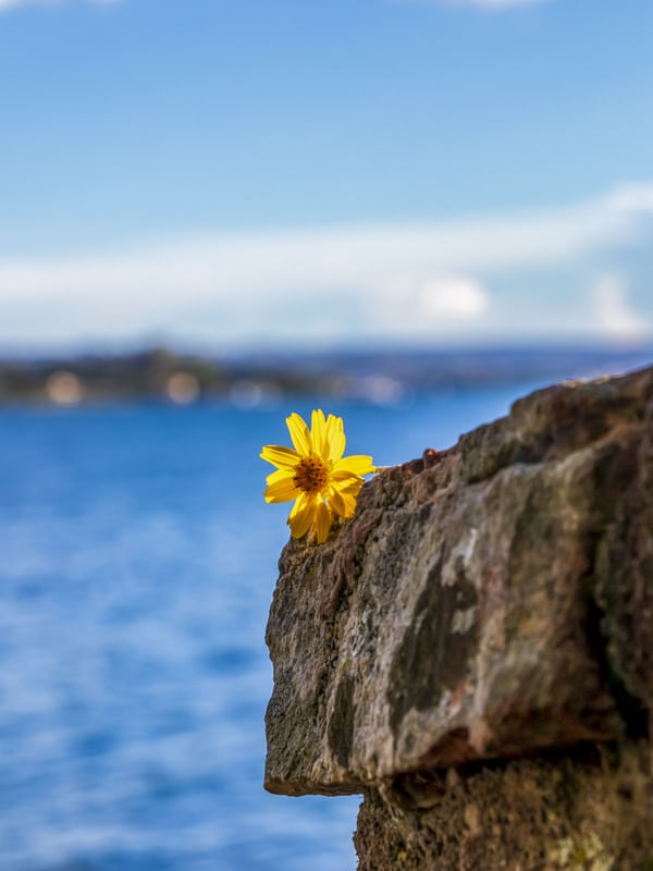FLOR AMARELA SOBRE UMA PEDRA.