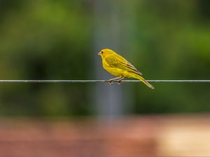 CANÁRIO-DA-TERRA POUSADO NO ARAME