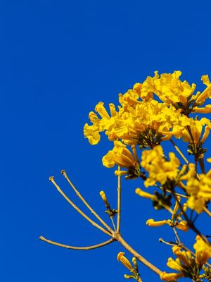 FLORES DE IPÊ-AMARELO