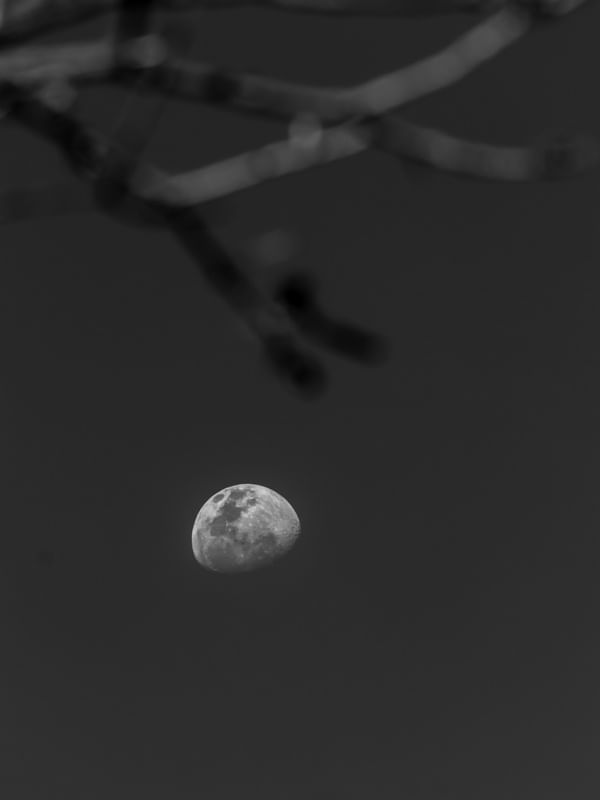 LUA E GALHOS EM PRETO E BRANCO