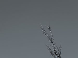 MINIMALISMO COM RAMOS EM PRETO E BRANCO