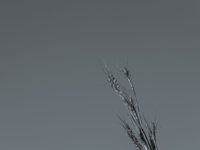 MINIMALISMO COM RAMOS EM PRETO E BRANCO