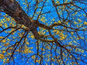 IPÊ-AMARELO VISTO DE BAIXO PARA CIMA