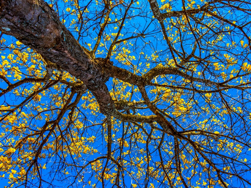 IPÊ-AMARELO VISTO DE BAIXO PARA CIMA