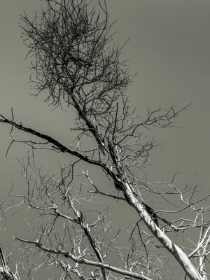 GALHOS SECOS EM PRETO E BRANCO - 03