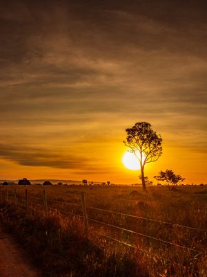 PÔR DO SOL VISTO DO CERRADO ATRÁS DE UMA ÁRVORE