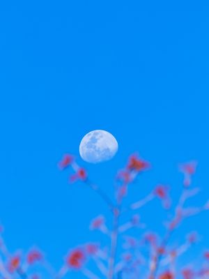 LUA E FLORES COM CÉU AZUL