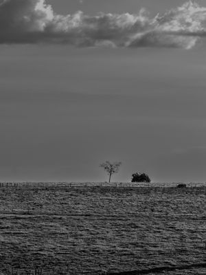 PAISAGEM RURAL MINIMALISTA EM PRETO E BRANCO