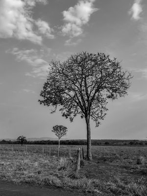 PAISAGEM RURAL COM ÁRVORES EM PRETO E BRANCO
