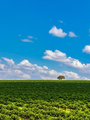 PLANTAÇÃO DE CAFÉ SUL DE MINAS