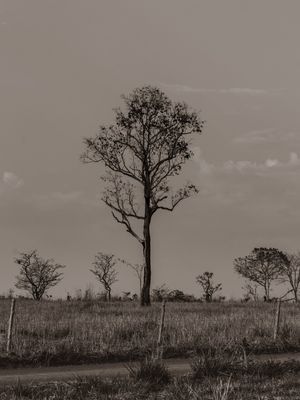 CERRADO EM PRETO E BRANCO 02