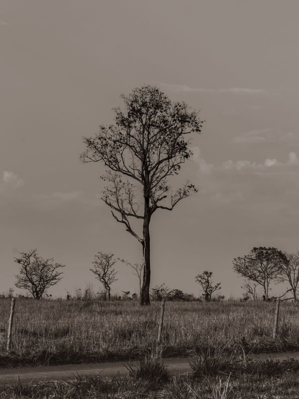 CERRADO EM PRETO E BRANCO 02