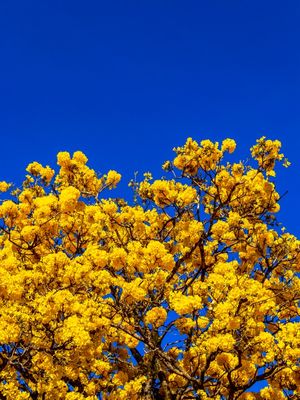FLORES DO IPÊ-AMARELO