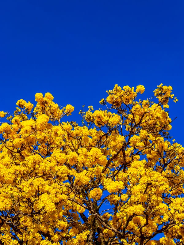 FLORES DO IPÊ-AMARELO