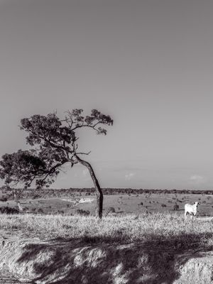 PAISAGEM BUCÓLICA EM PRETO E BRANCO